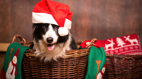 The Perfect Gift for Every Pet (and Pet Parent) on Your List