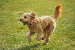 Pet Adoption Essentials