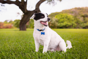Pet Tag Shopping Guide