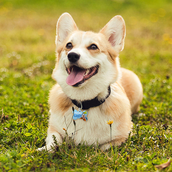 Feeling Goofy, Disney Pet ID Tag
