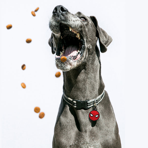 MARVEL Spiderman Eyes Marvel Pet ID Tag, Large Circle