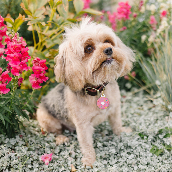 Pink Donut Pet ID Tag, Large Circle