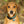 Medium Bone Aqua & Teal Checkered Pet Tag