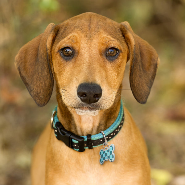 Medium Bone Aqua & Teal Checkered Pet Tag