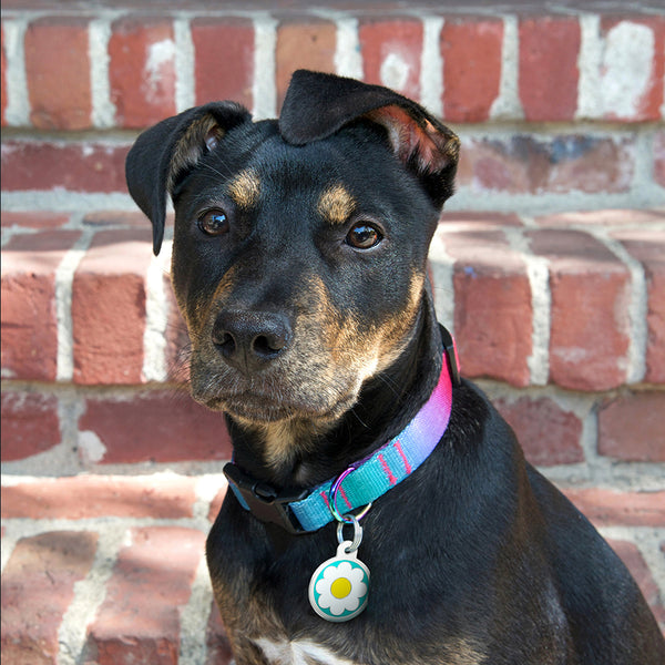 Large Circle Daisy Pet Tag