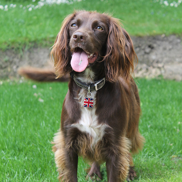 Large Square Union Jack Flag Pet Tag