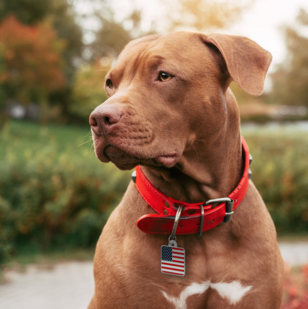 Large Square USA Flag Pet Tag