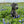 Large Square Texas Flag Pet Tag
