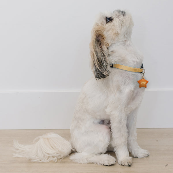 "The Showgirl" Orange Glitter Star Pet ID Tag