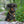Star Embossed Starbrust Pet Tag