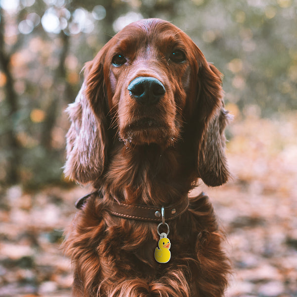 Rubber Duck Pet Tag