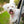 Dogs rule Pet ID Tag, Large Mauve Heart