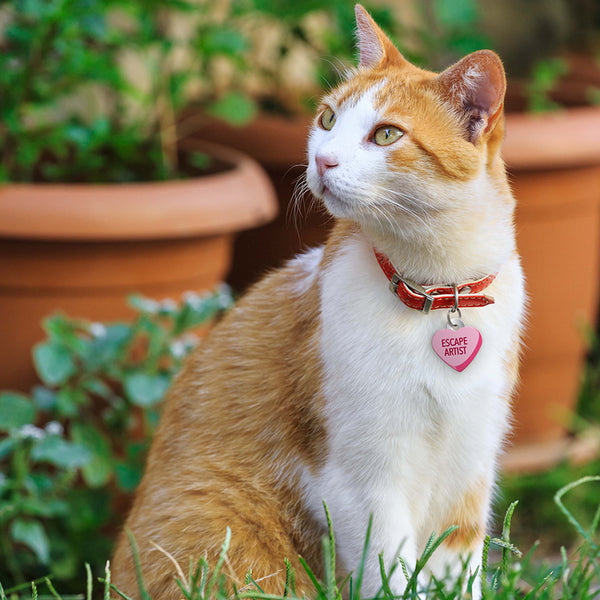 Sweetheart "Escape Artist" Pet ID Tag, Small Heart