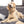 Mickey Mouse Print Medium Bone Disney Pet ID Tag