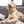 Load image into Gallery viewer, Mickey Mouse Logo Medium Bone Disney Pet ID Tag
