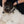 Dogs rule Pet ID Tag, Medium Camo Bone
