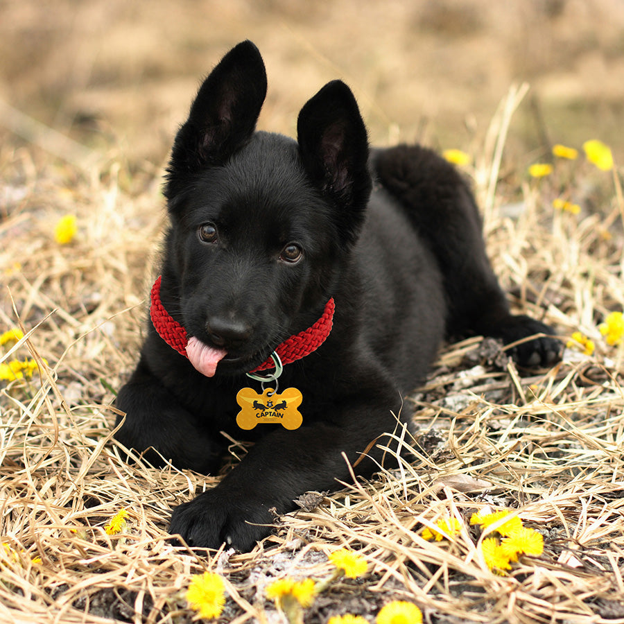 Medium Bone Harry Potter Hufflepuff Captain, Pet ID Tag