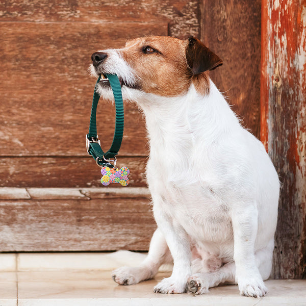 Fruity Citrus Pet ID Tag, Medium Bone