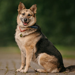 Dogs rule Large Camo Circle, Pet ID Tag