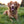MARVEL Avengers Captain Marvel Pet ID Tag, Large Circle