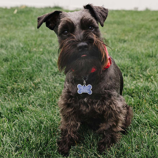 "I'm Lost, Someone Call My Mom" Pet ID Tag, Medium Bone