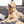 Load image into Gallery viewer, Medical ID Dog Tag, Medium Bone
