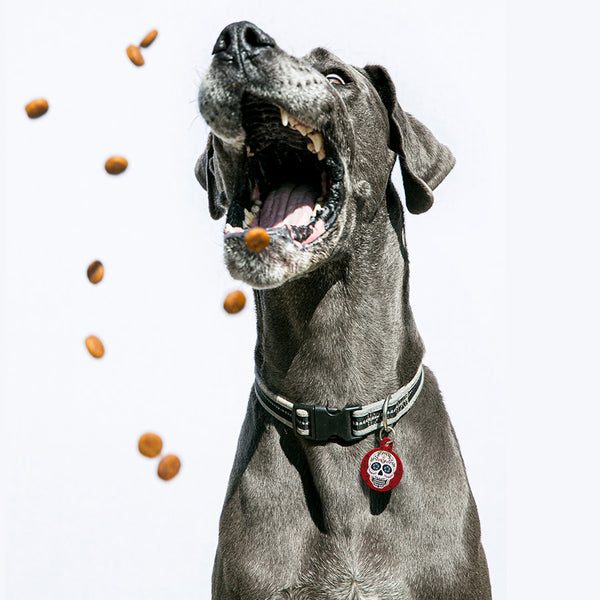 Day Of The Dead Dog Tag, Large Circle