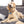 Load image into Gallery viewer, Scotish Flag Dog Tag, Medium Bone
