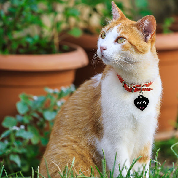 Crystal Heart Shape Pet Tag, Lightweight