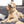Copper Paws and Hearts Dog Tag, Medium Bone