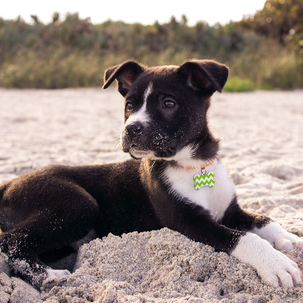 Chevron Pet ID Tag, Small Bone