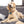 Snoopy Boo Dog Tag, Medium Bone