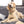 Wales Flag Dog Tag, Medium Bone