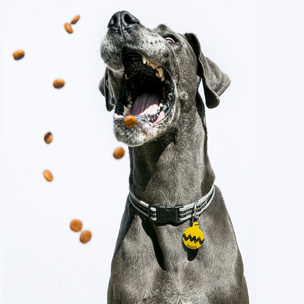 Charlie Brown Dog Tag, Large Circle