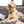 Load image into Gallery viewer, German Flag Dog Tag, Medium Bone
