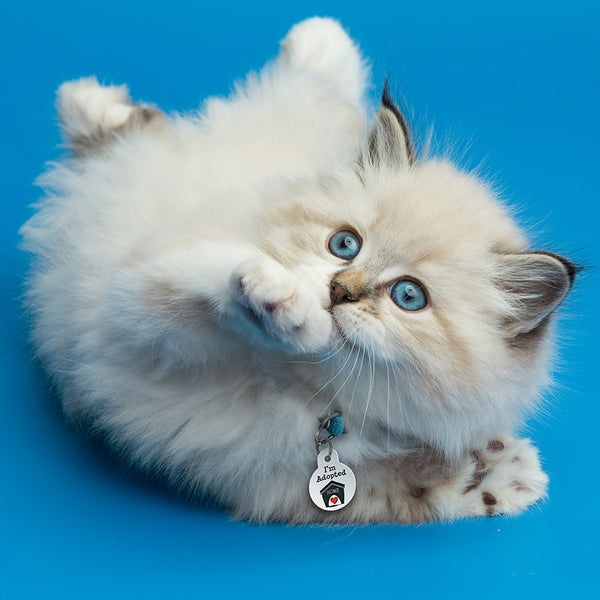 "I'm Adopted" Pet ID Tag, Small Circle