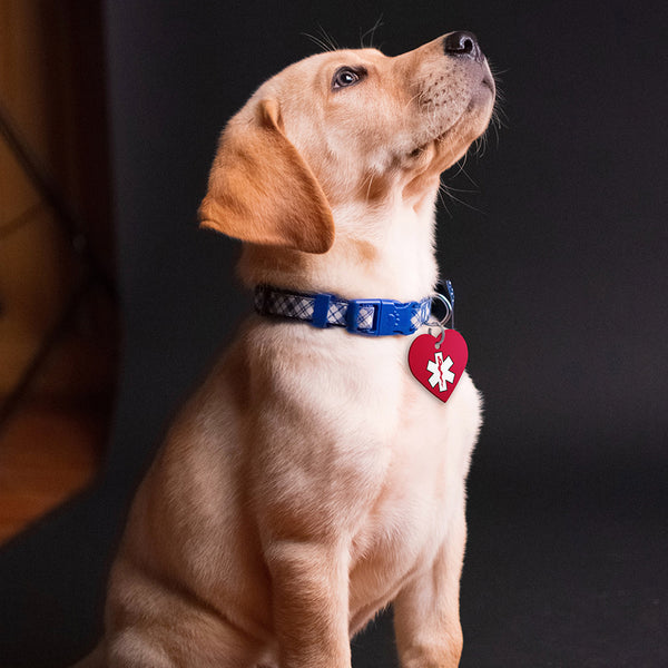 Medical ID Pet Tag, Large Heart