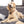 Good Dog Dog Tag, Medium Bone