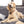 Load image into Gallery viewer, Good Dog Dog Tag, Medium Bone
