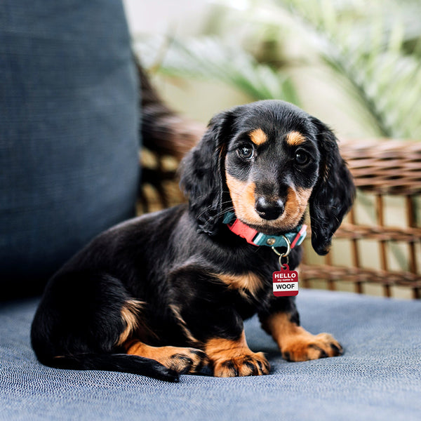 Hello My Name is Woof Square Dog Tag, Small